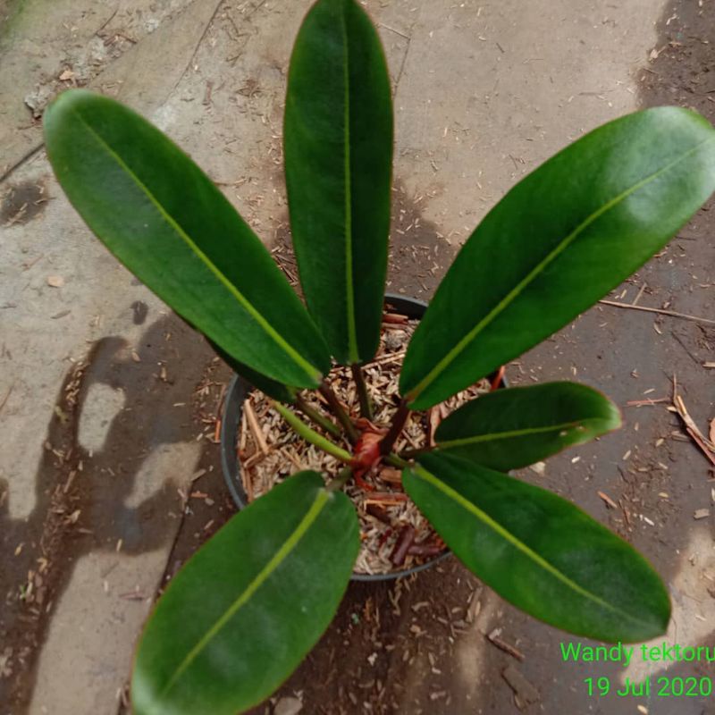 Tanaman philodendron Callosum - tanaman Philo golok qinaya_flora