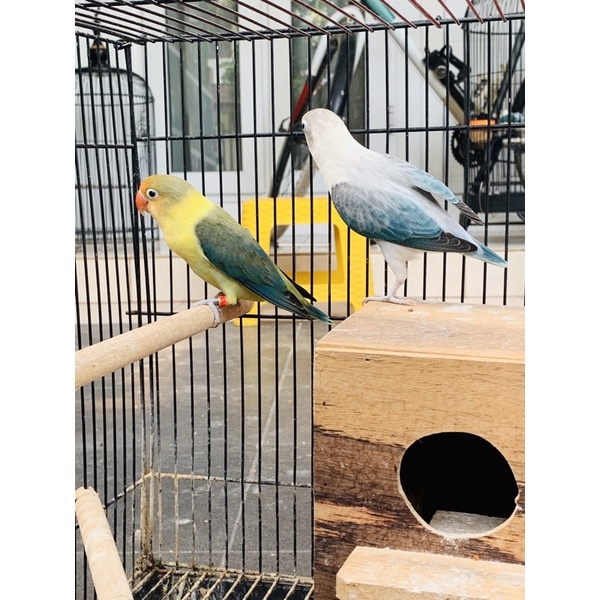 lovebird pb euwing/bio x bio euwing