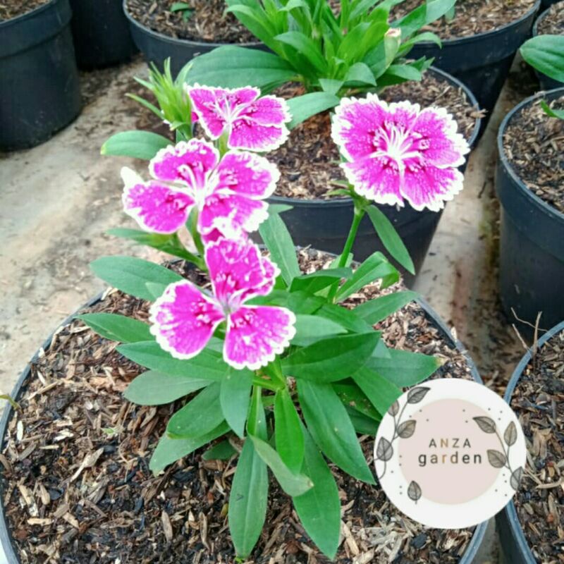 Tanaman Hias Bunga Anyelir Pink Putih anyelir pink fanta