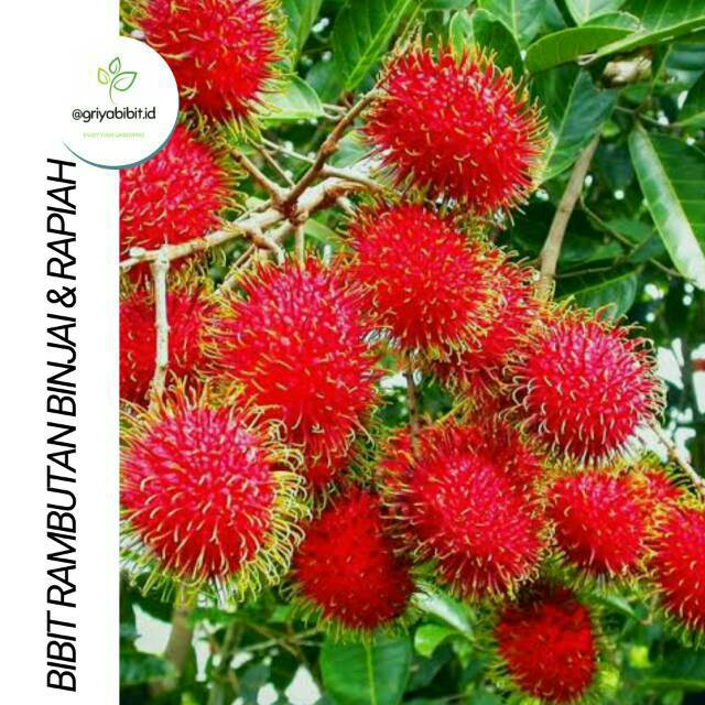 CEPAT BERBUAH.. BIBIT RAMBUTAN BINJAI DAN RAMBUTAN RAPIAH