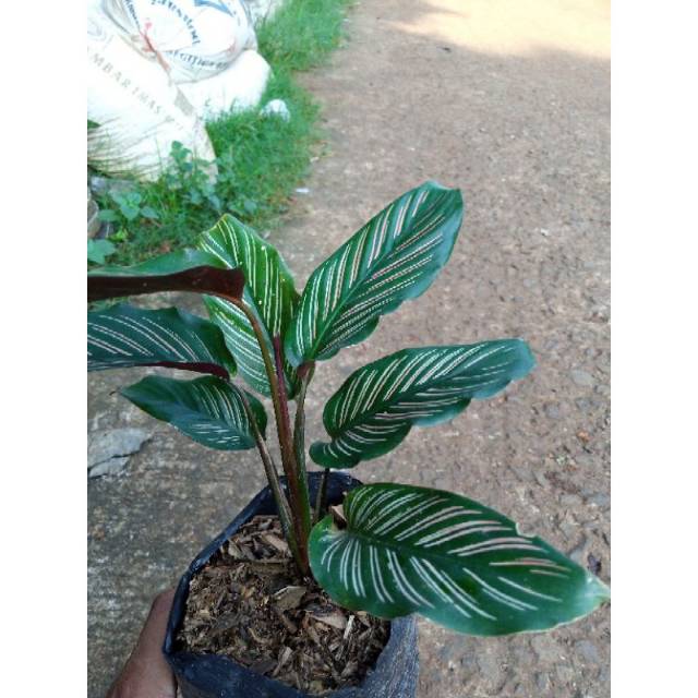 calatea ornata pinstrip calatea