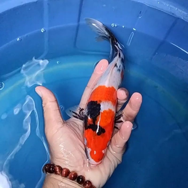 Ikan Koi F1 / Dari Indukan Import / Rumah Koi Jakarta / kode 0024