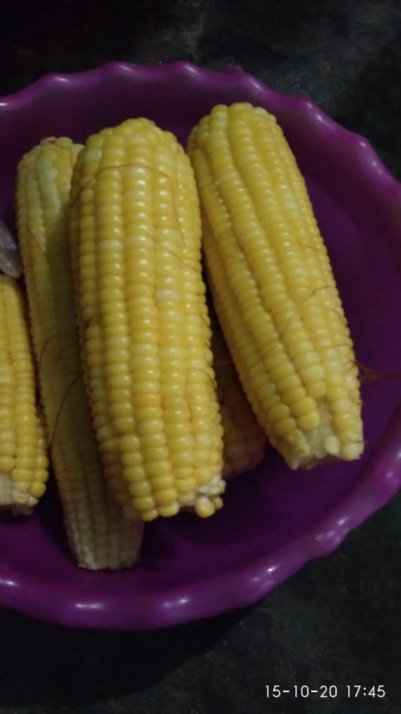 Gorden Blackout Blazer Matahari Lebar 100×200 Tinggi Buat Jendela Pintu 12 Semokring 6 Gelembung