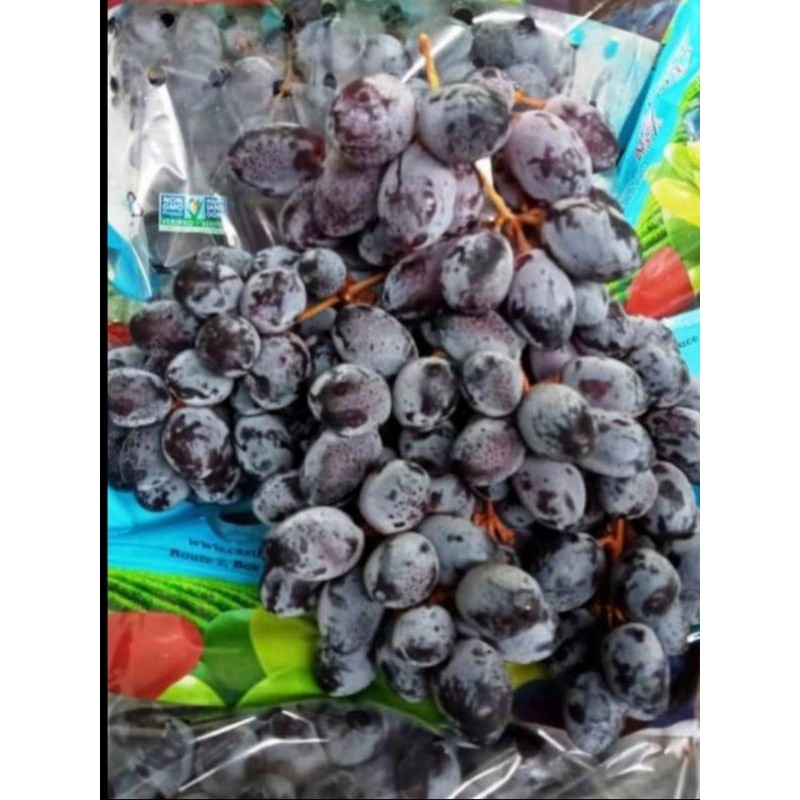 

Anggur Hitam BLACK GRAPPES AUTUMN SEEDLES
