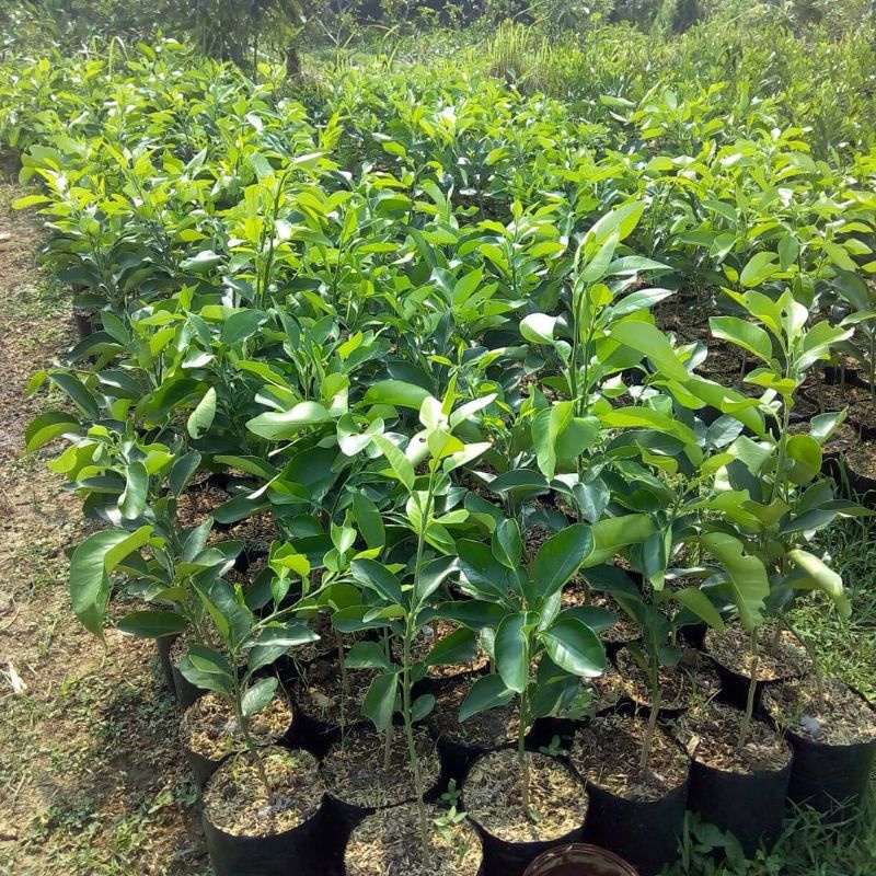 

Bibit jeruk super genjah