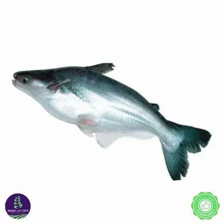 

Ikan patin segar per 500 gram