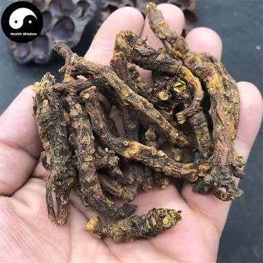 

100 G GR GRAM HU HUANG LIAN FIGWORTFLOWER PICRORHIZA RHIZOME