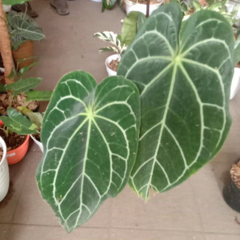 Anthurium Magnificum