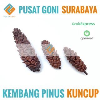 Kembang Pinus Kuncup Buah Biji Pohon Pinus Bunga Kembang Pinus Kuncup Buah Biji Pohon Pinus Bunga
