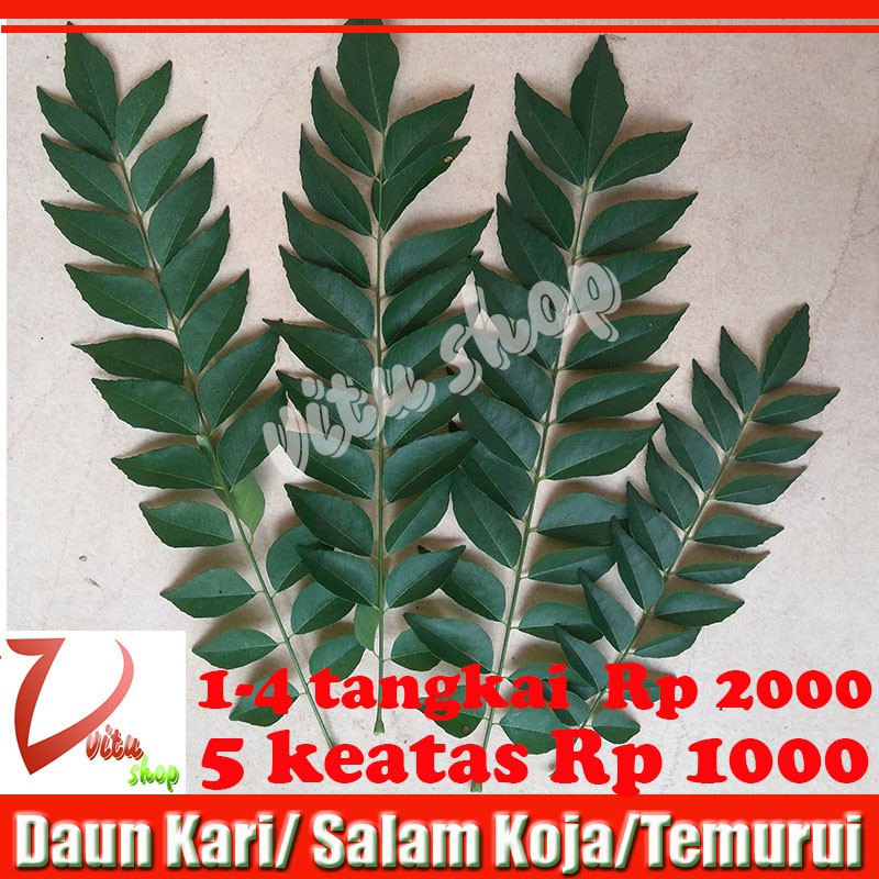

[Vitu Shop] Daun Kari /Salam Koja / Temurui SEGAR Per tangkai