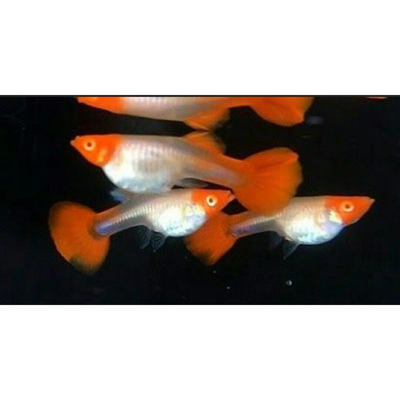 ikan guppy hias platinum koi