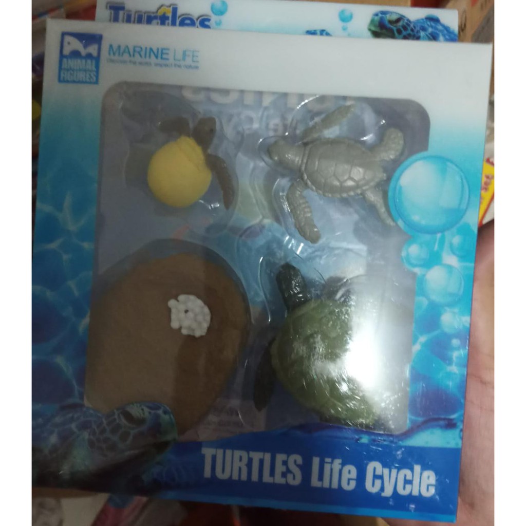 Marine Life : Turtles Life Cycle