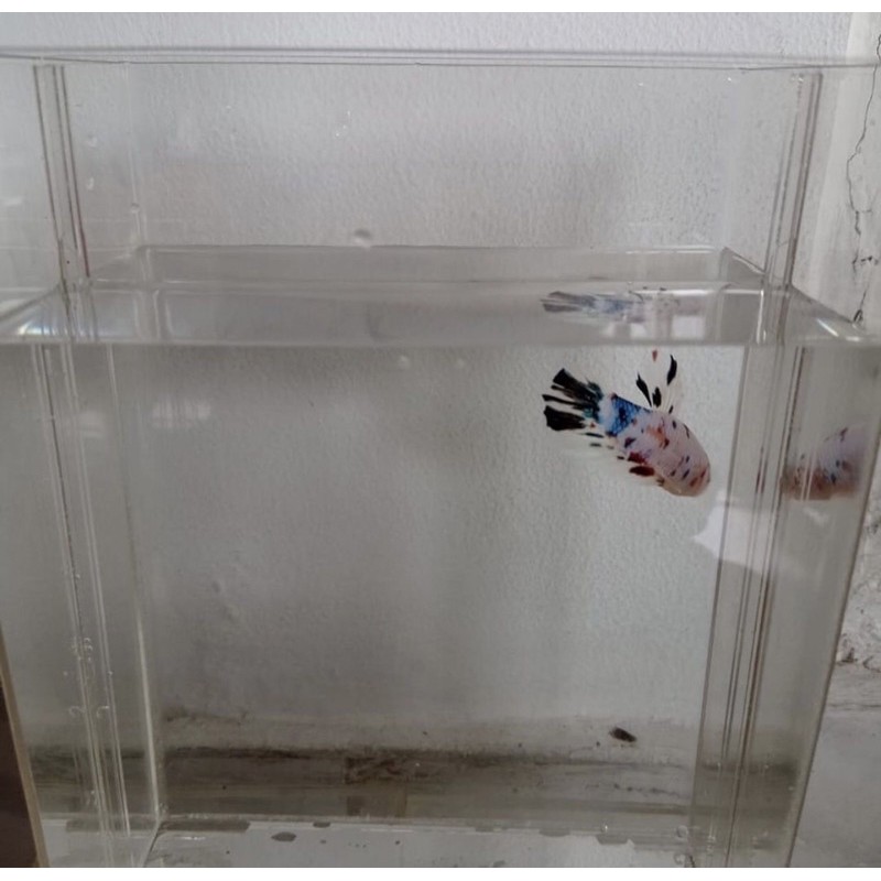 AkrilikCupang/SekatBening/SekatPutihsusu