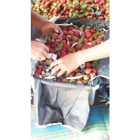 

Strawberry Berastagi Produsen Langsung Terjamin Kualitasnya Termurah Harganya