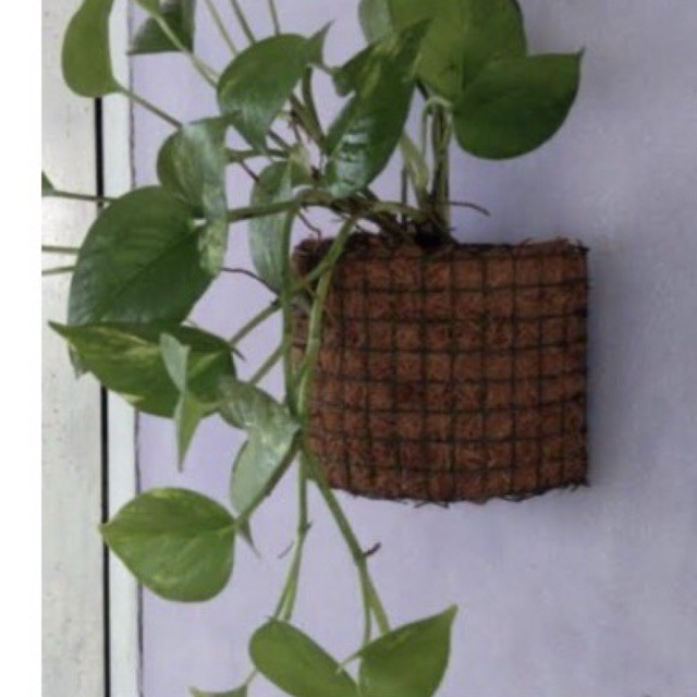 pot tempel serabut kelapa