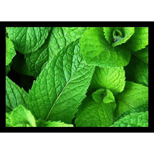 

PROMO DAUN MINT SEGAR