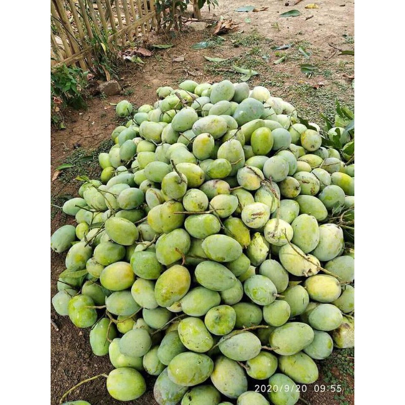 MANGGA INDRAMAYU ASLI MANGGA MUDA