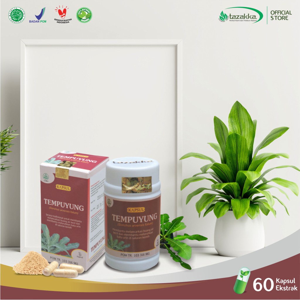 Obat batu ginjal | Kapsul Herbal TEMPUYUNG Tazakka isi 60 Kaps | Obat Peradangan yang BPOM ORIGINAL