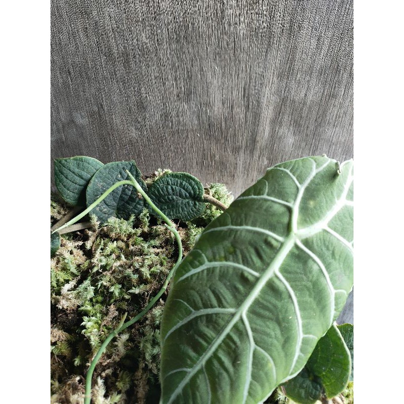 paket piper Clypeatum + begonia sp kujau green + watsoniana gede