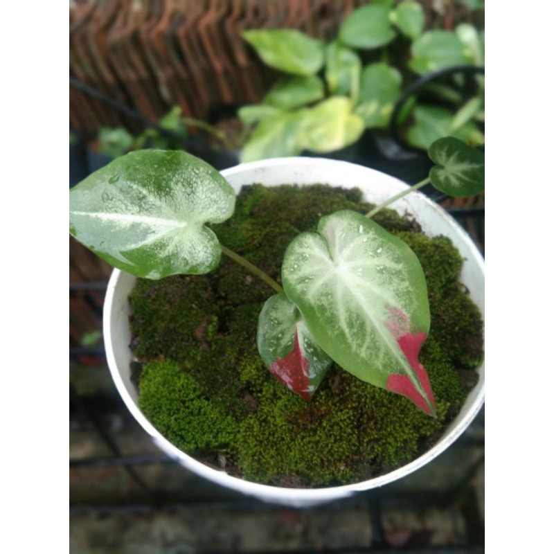 Caladium Shycool Remaja & Baby Shycool