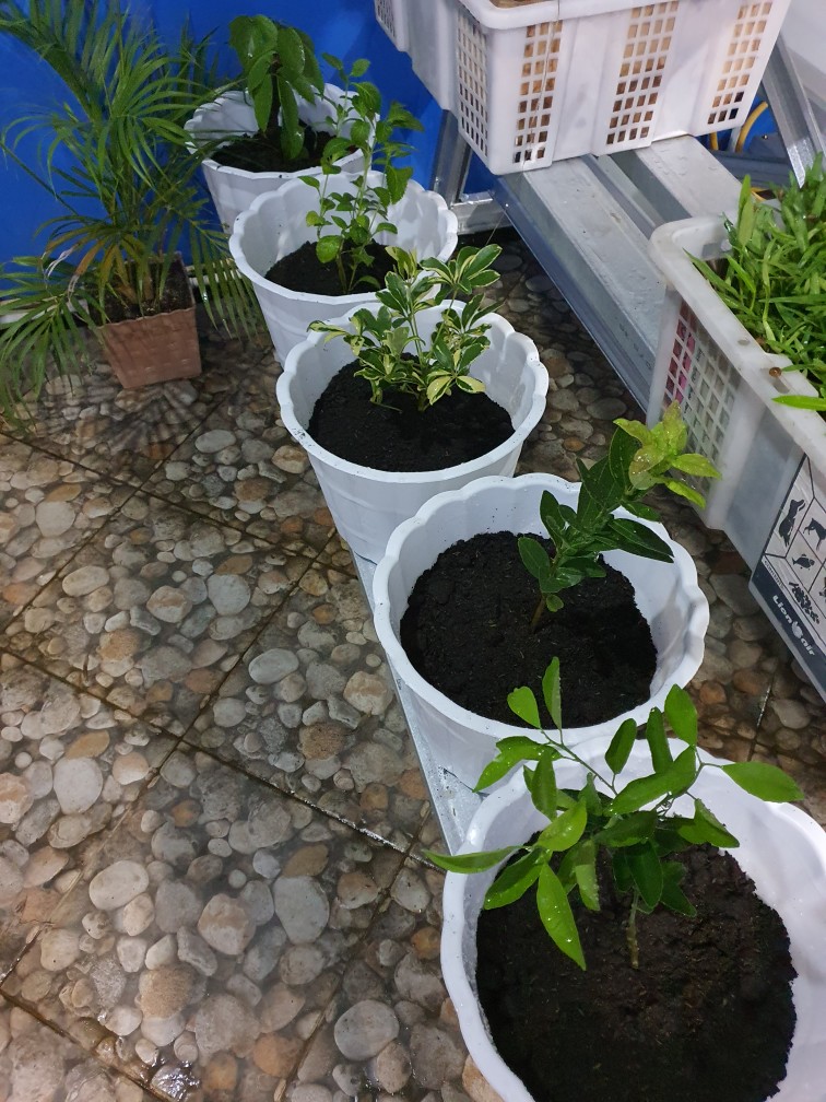 Bibit Jeruk Chokun Madu Manis Jeruk Chokun Thailand Okulasi