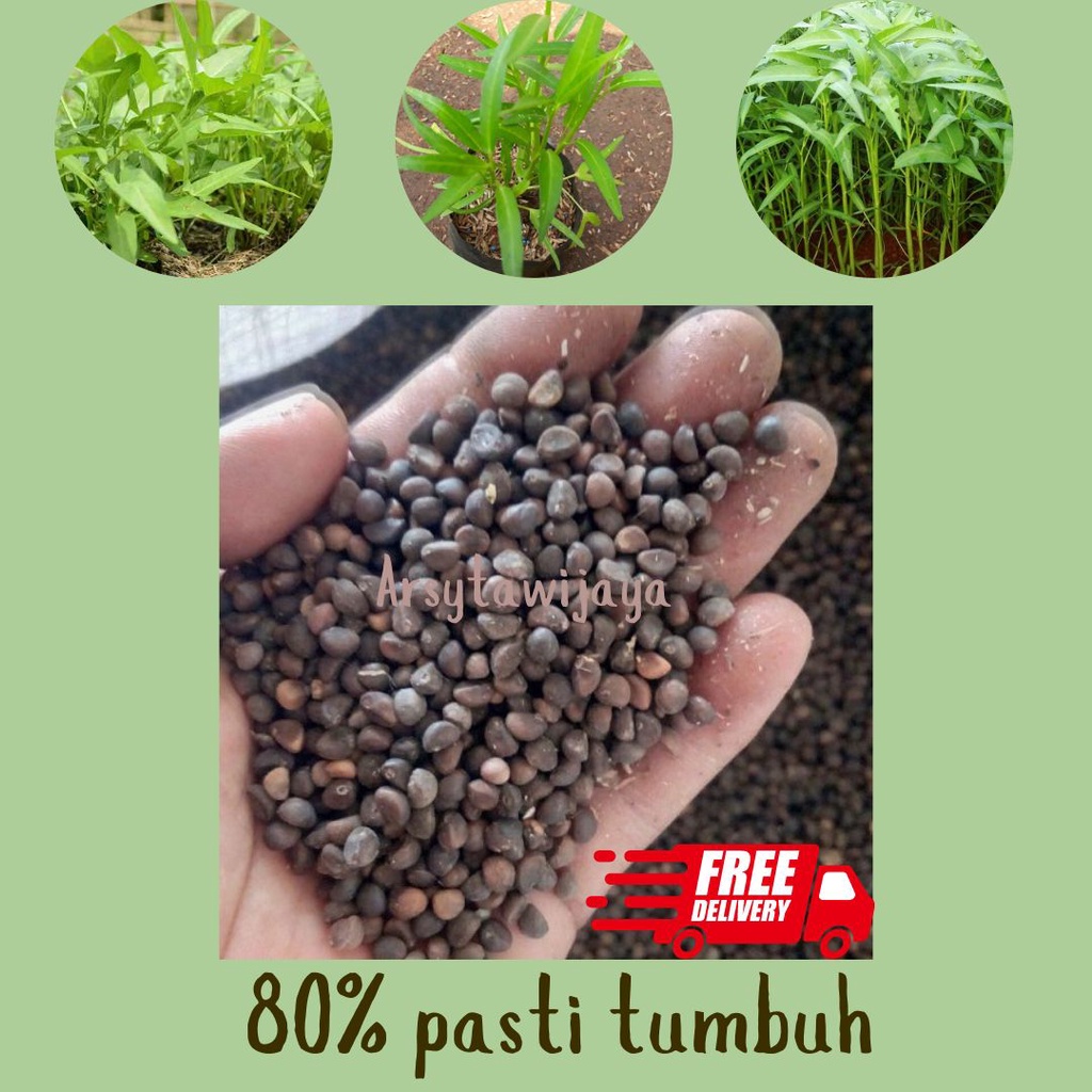 BENIH, BIJI KANGKUNG TERMURAH SIAP TANAM / KANGKUNG HIDROPONIK / KANGKUNG SAWAH / SAYUR KANGKUNG