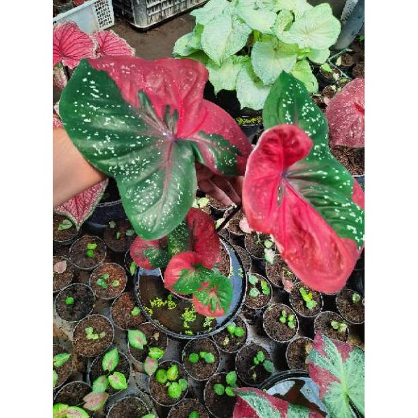 Kode Produk 0957 Tanaman Hias Caladium Keladi Hias Baret Caladium Srirejeki Shopee Indonesia