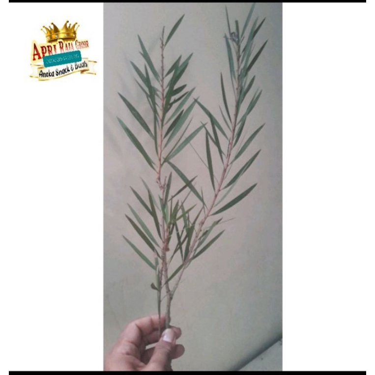 

DAUN KAYU PUTIH + BATANG FRESH PETIK 100 GR