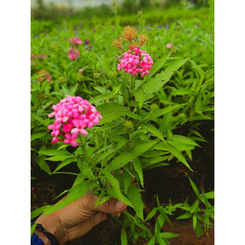 TANAMAN HIAS RAWELIA PINK