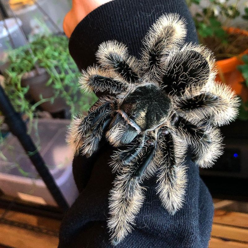 Tarantula brachypelma albopilosum