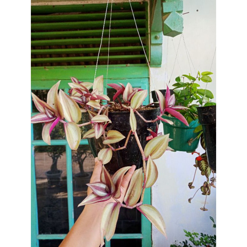 tradescantia