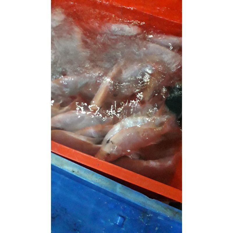 

IKAN NILA HIDUP FRES/500GRM,UKURAN 1KG ISI,2-3 Ekor