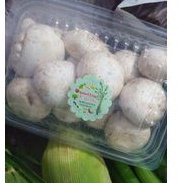 

jamur campignon / jamur kancing