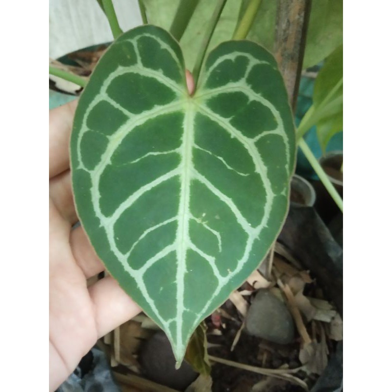 Kuping Gajah Regale Hybrid / Anthurium Regale X / Tanaman Hias Koleksi