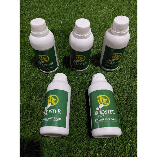 perangsang/penumbuh akar