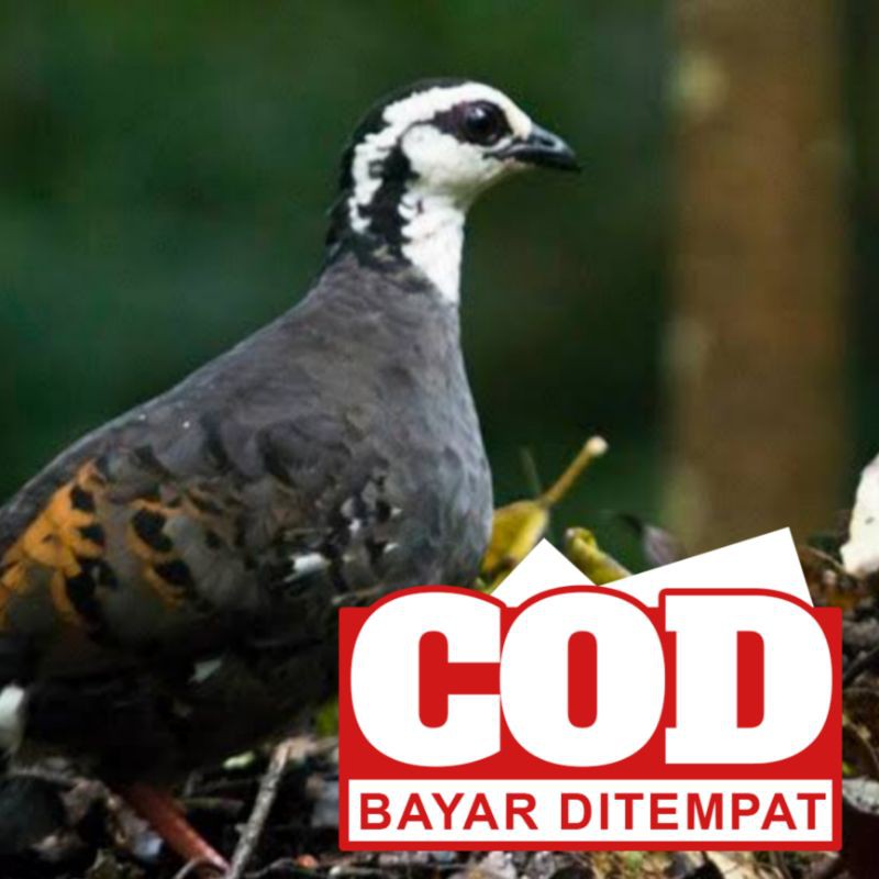 PUYUH GONGGONG MUKA PUTIH GARANSI KEMATIAN