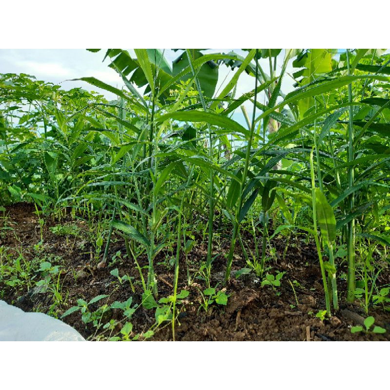 Bibit Jahe Merah Siap Tanam | Bibit jahe merah organik