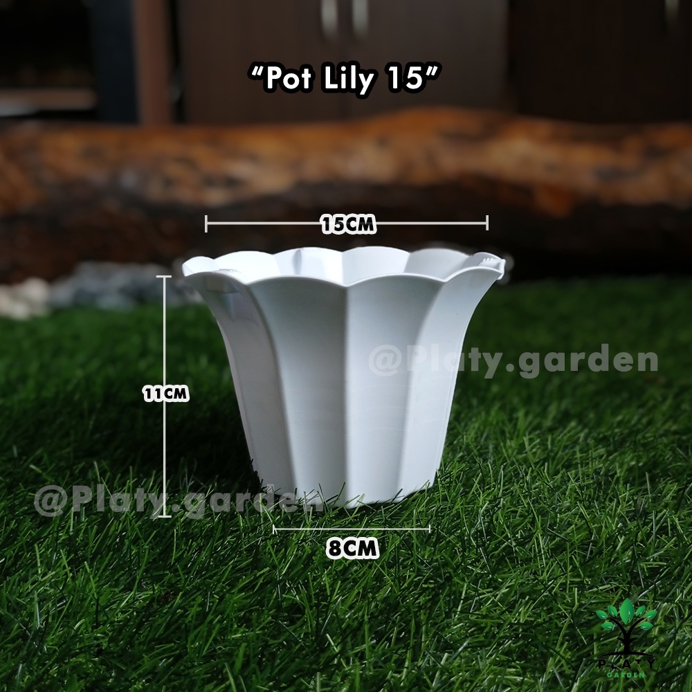 Pot Lily 15