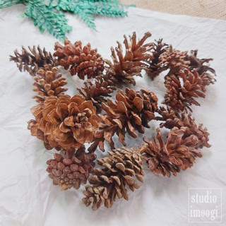 Biji bijian Dekorasi Rustic Pinus  Diy Mahar Craft Buket  