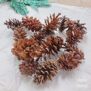 Biji bijian Dekorasi Rustic Pinus  Diy  Mahar Craft Buket 