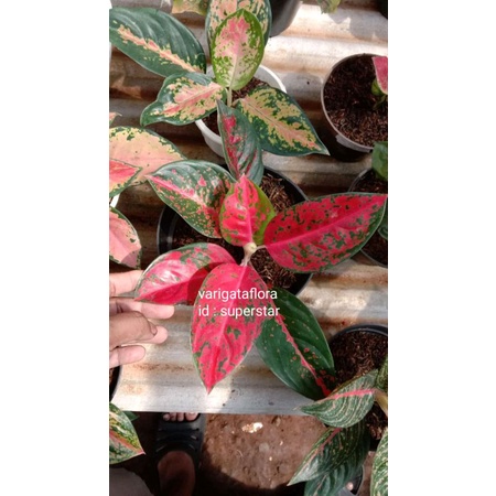 BIG SALE PROMO aglonema superstar bibit original berkualitas