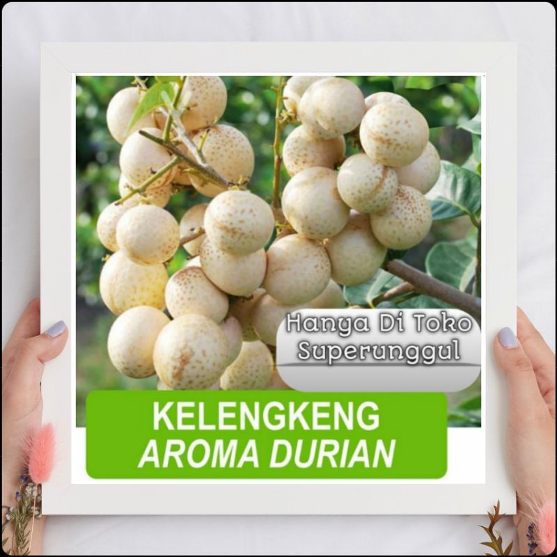 Bibit Kelengkeng Aroma Durian