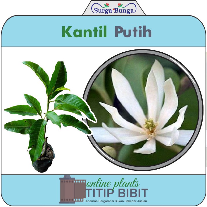 kantil putih bibit tanaman hias bunga