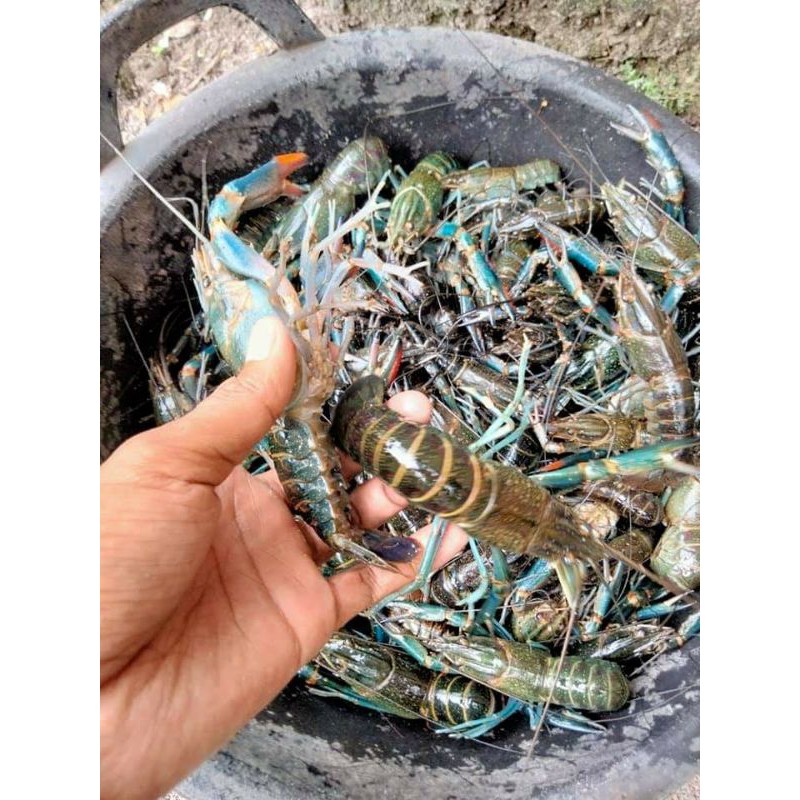 INDUKAN LOBSTER AIR TAWAR SUPER UKR 4 INCI UP