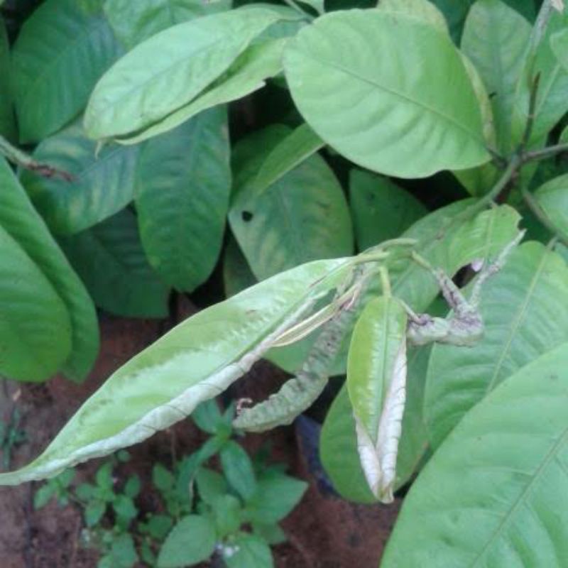 

DAUN PALA KERING - 50 GRAM - HIGH QUALITY - TERJAMIN