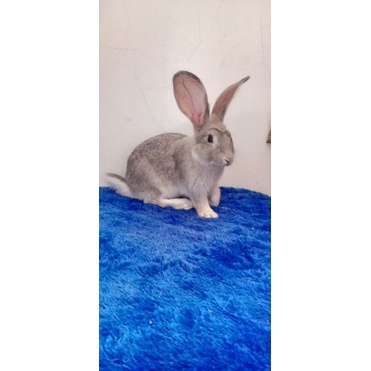 Kelinci Flamish Giant