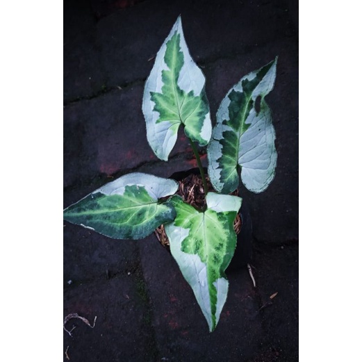 Tanaman Hias Syngonium Tree King / Syngonium Magic Marble / Syngonium Varigata