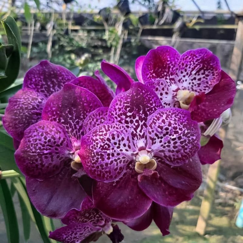 Anggrek Vanda Dewasa Pure Wax jairak Pink Bunga Besar Tanaman Anggrek Vanda