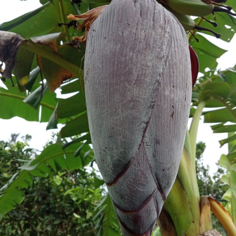 

jantung pisang kepok per 1kg