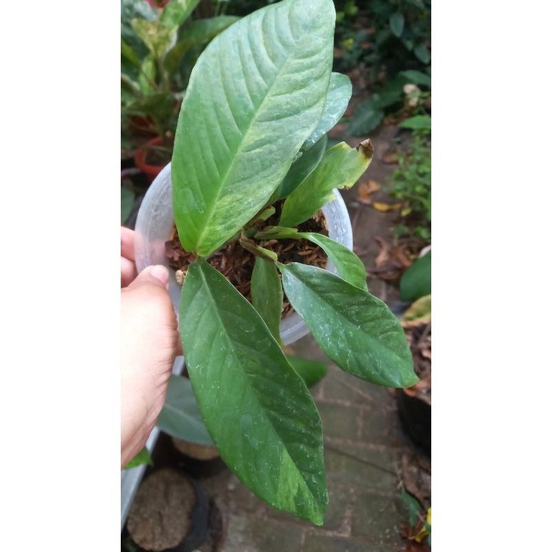 foraminifera varigata